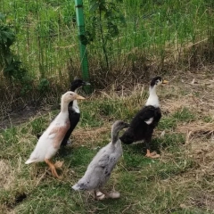 Kaczki Biegusy