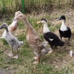 Kaczki Biegusy